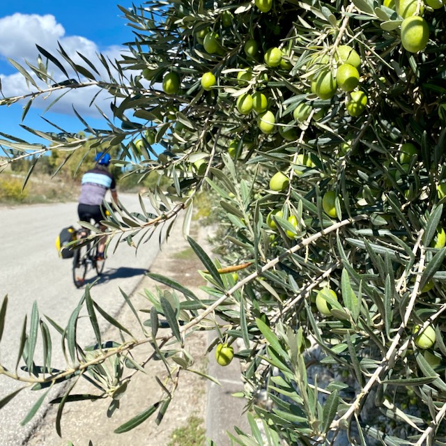 Cyclomundo Sicilian Crossroads-cycling by olive tree